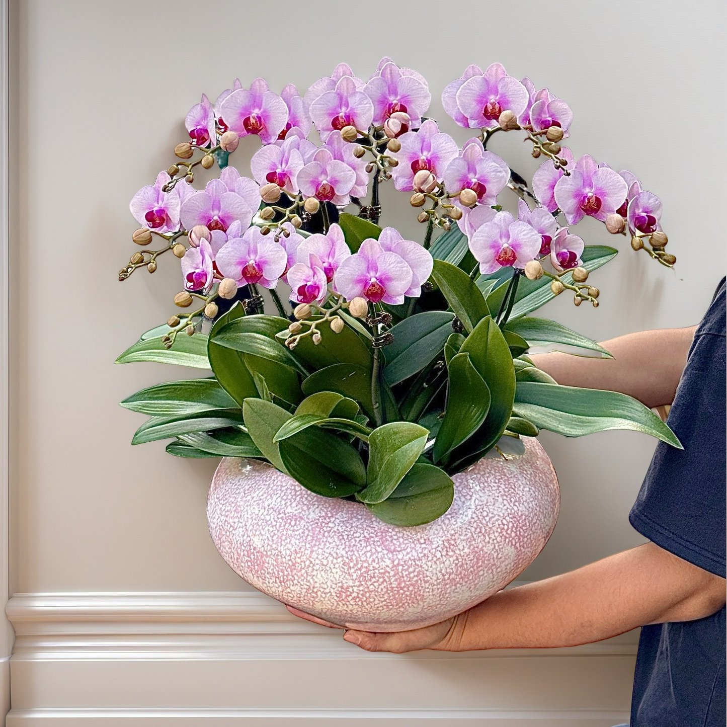 New Year Orchids - 10 Phalaenopsis Orchids - Wedding Dress