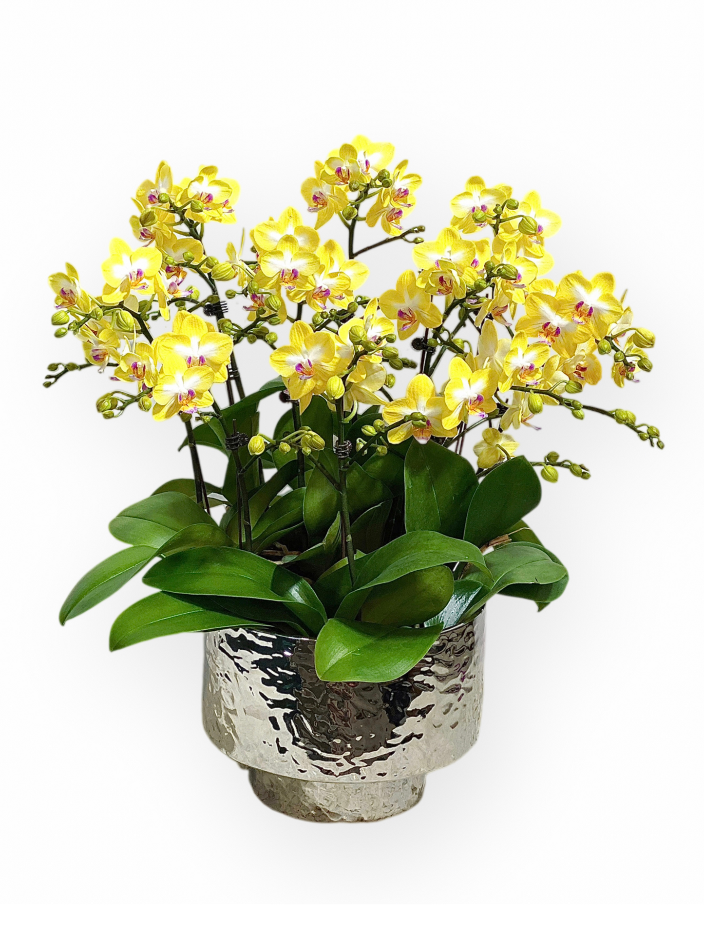 蘭花盆栽擺設(M) - 黃色迷你蝴蝶蘭10枝 OCTAVIA