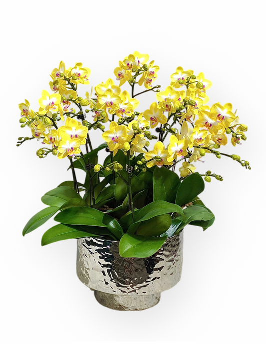 蘭花盆栽擺設(M) - 黃色迷你蝴蝶蘭10枝 OCTAVIA
