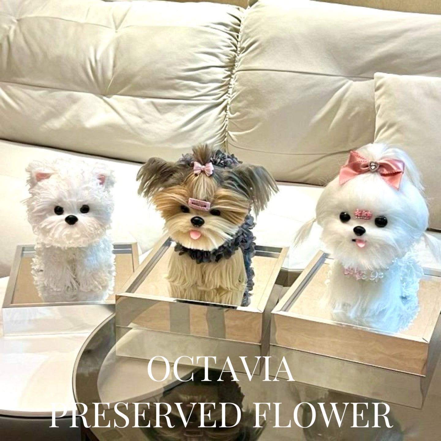 PFN48-西施狗狗C OCTAVIA