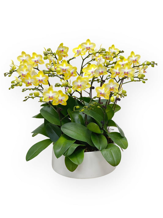 蘭花盆栽擺設(M) - 黃色迷你蝴蝶蘭10枝 OCTAVIA