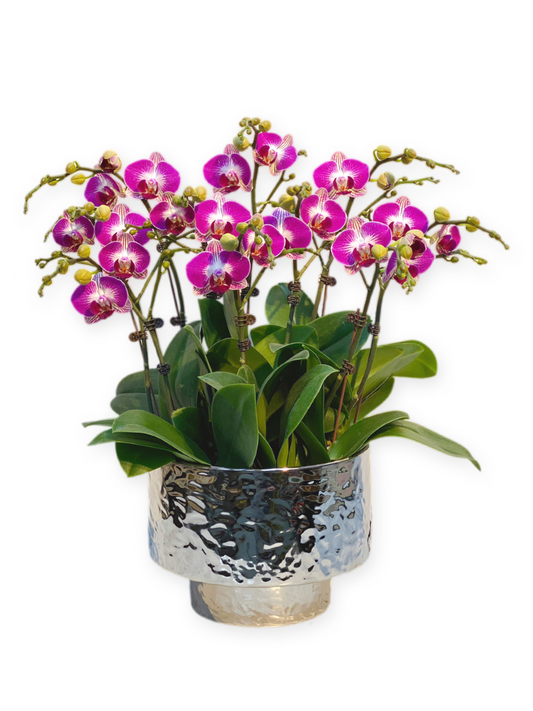 蘭花盆栽擺設(M) - 紫色迷你蝴蝶蘭10枝 OCTAVIA