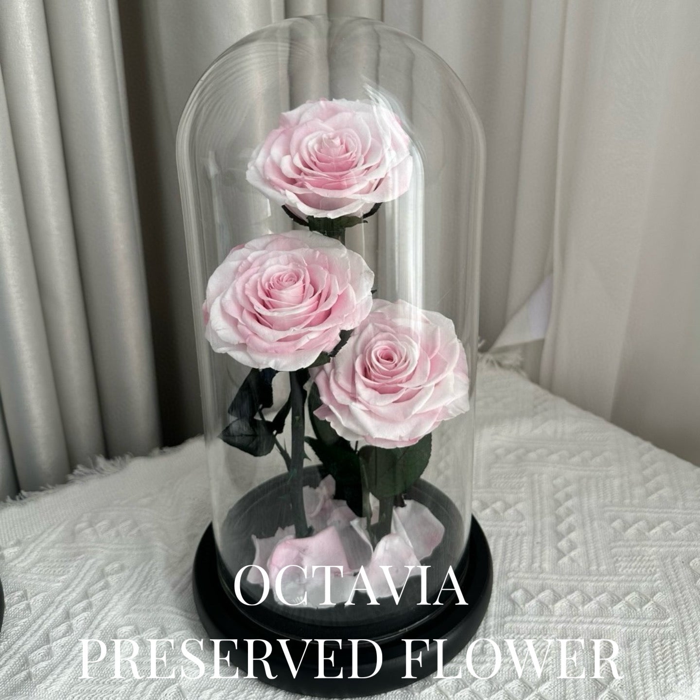 PFN18-三朵永生花玻璃罩(粉紅漸變) OCTAVIA