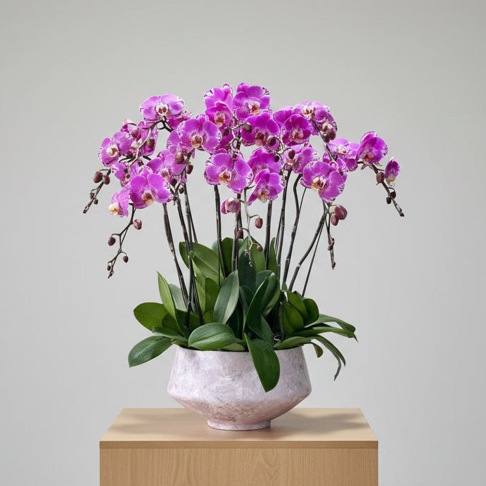 賀年蘭花G OCTAVIA