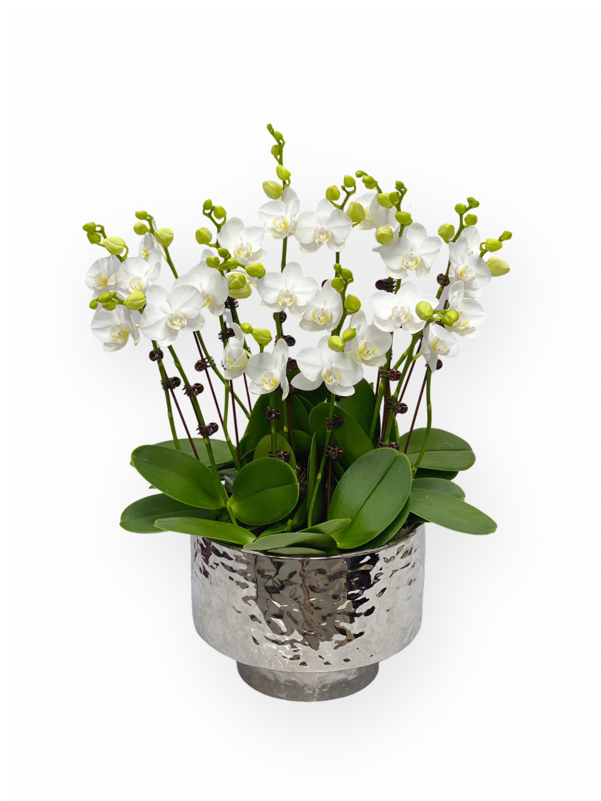 蘭花盆栽擺設 白色迷你蝴蝶蘭 適合擺放室內 裝飾空間