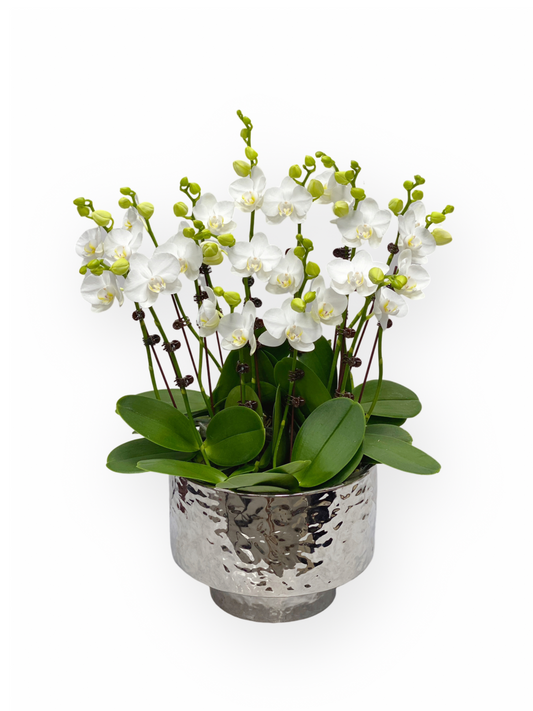 蘭花盆栽擺設 白色迷你蝴蝶蘭 適合擺放室內 裝飾空間