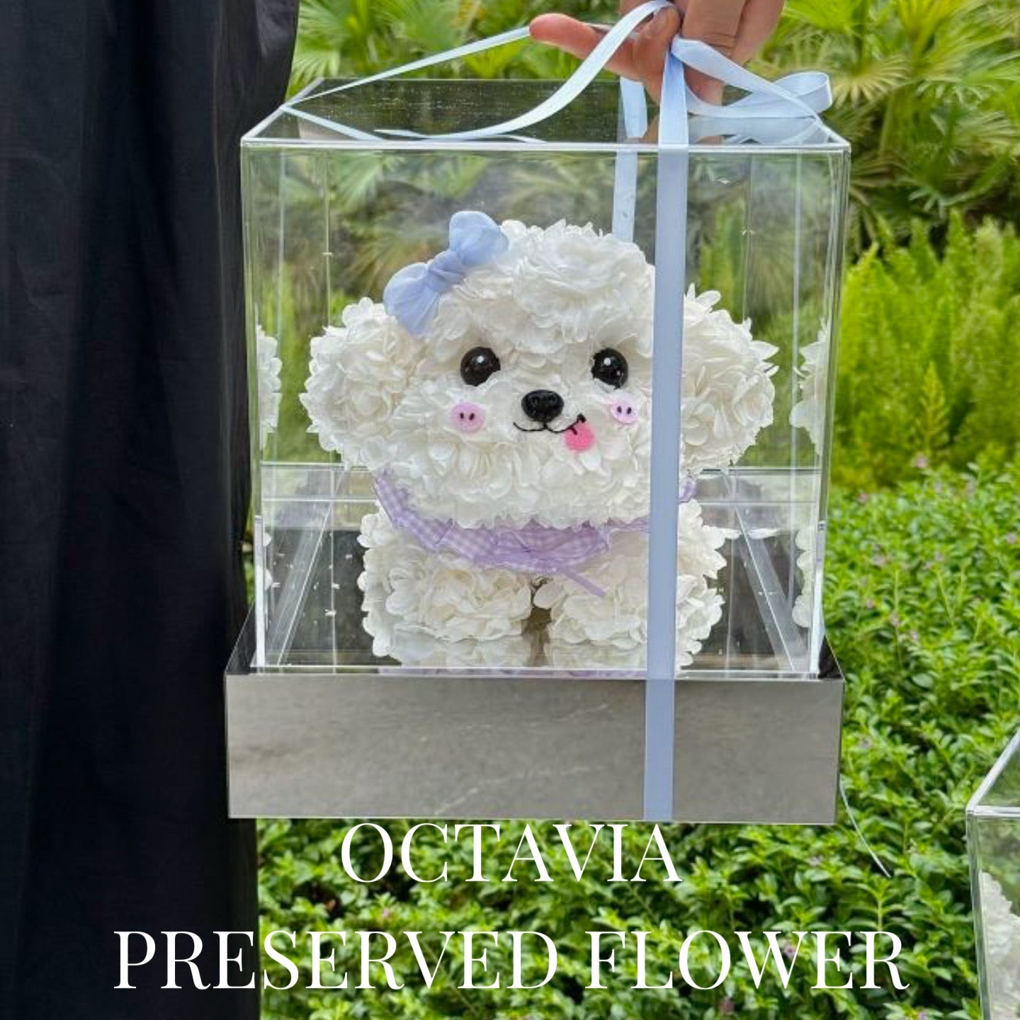 PFN03-粉藍蝴蝶結迷你比熊犬 OCTAVIA