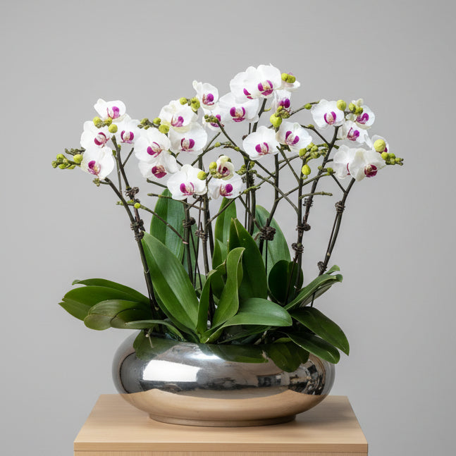 賀年蘭花L OCTAVIA