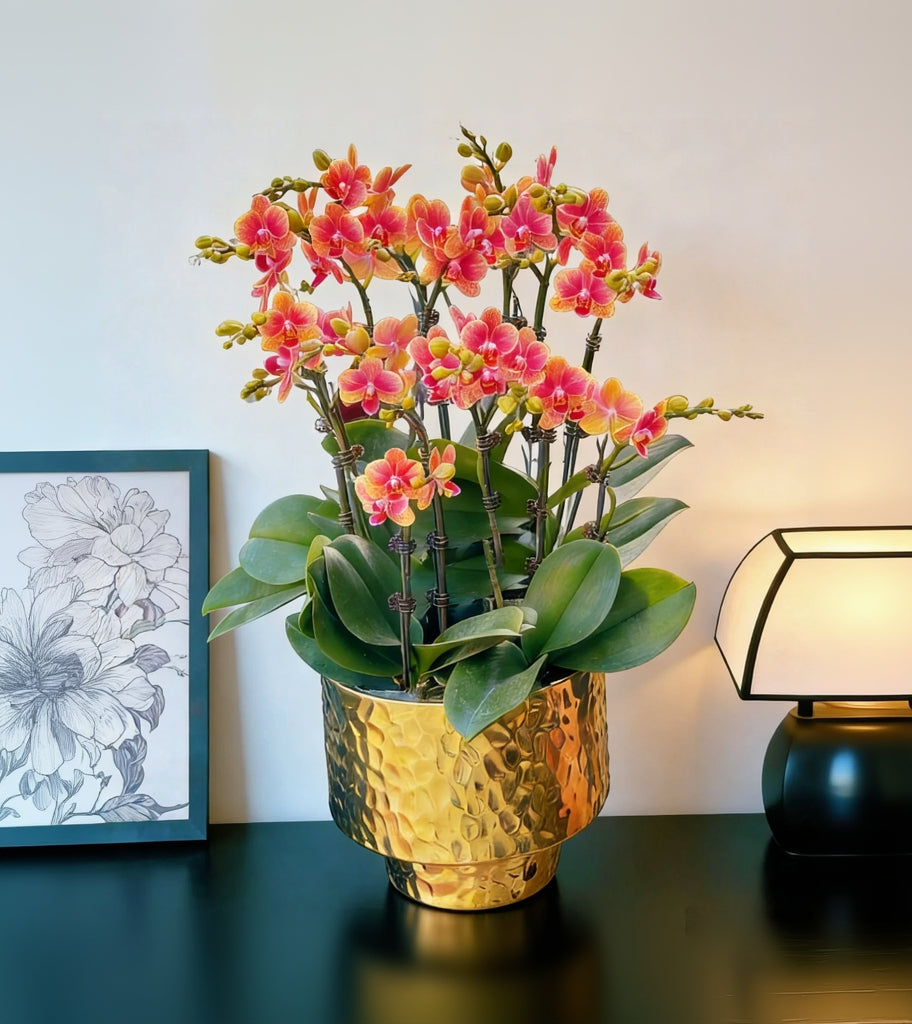 New Year Orchids - 10 Phalaenopsis Orchids - Golden Butterfly - Straight Hammer-Patterned Golden Basin