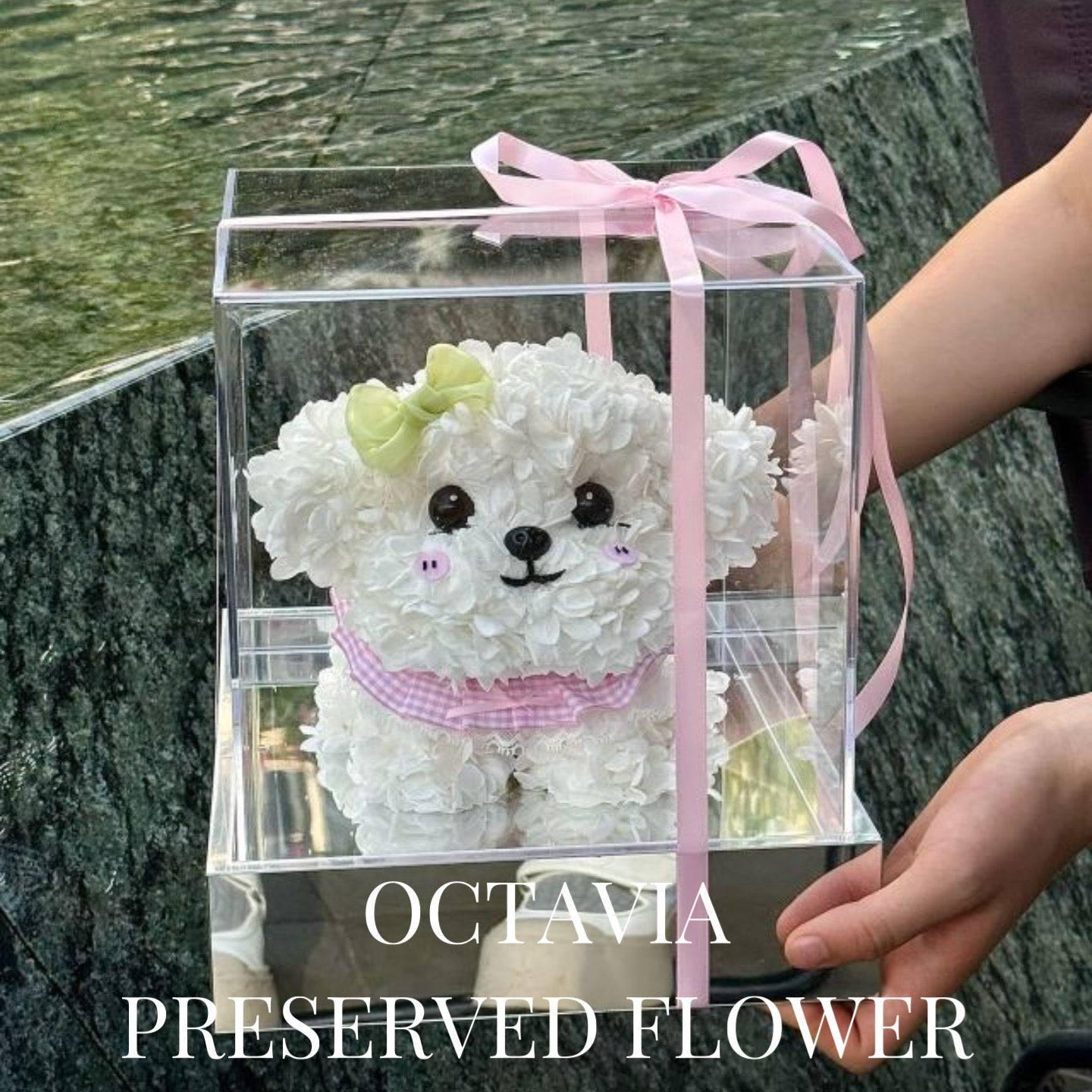 PFN03-粉黃蝴蝶結迷你比熊犬 OCTAVIA