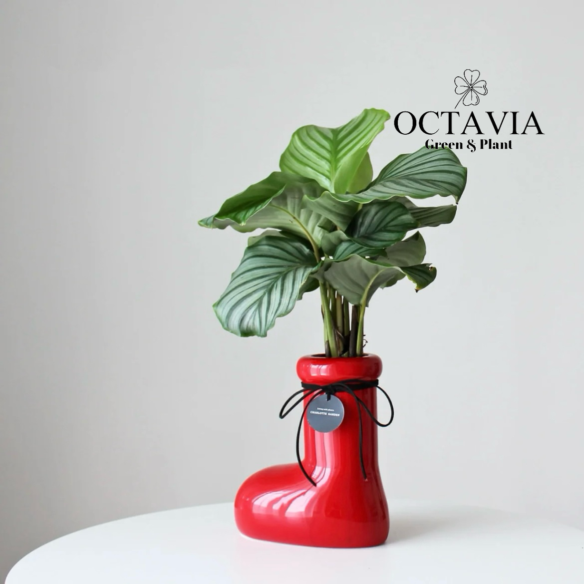 聖誕綠植-紅靴子和青蘋果竹芋