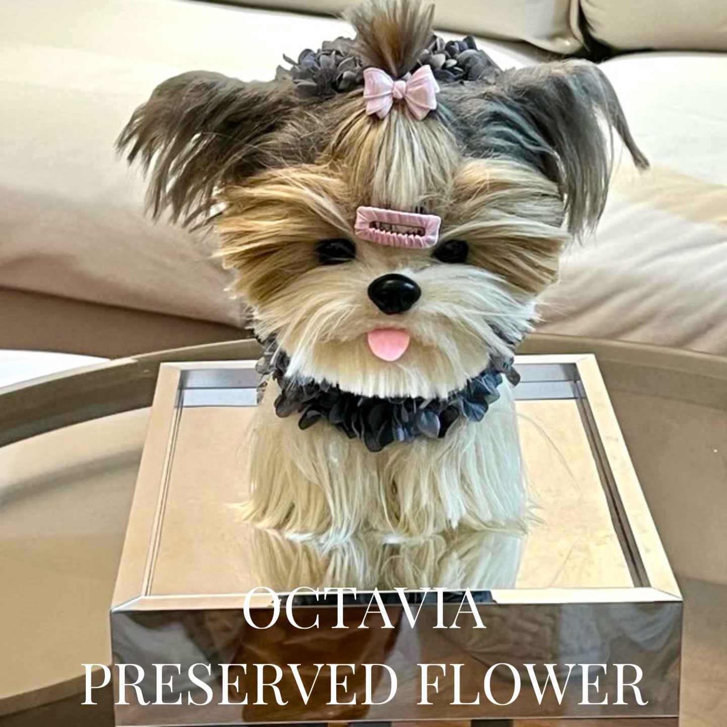 PFN48-西施狗狗D OCTAVIA