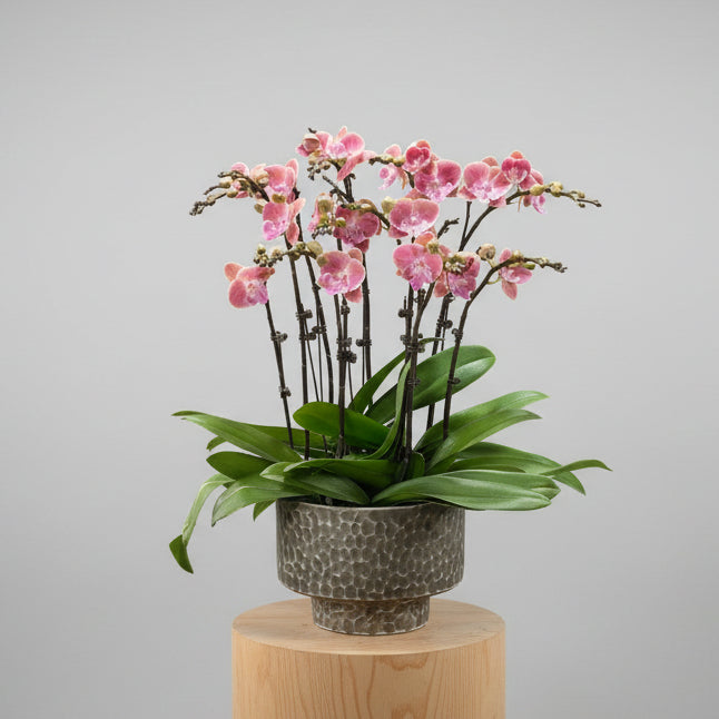 賀年蘭花e OCTAVIA