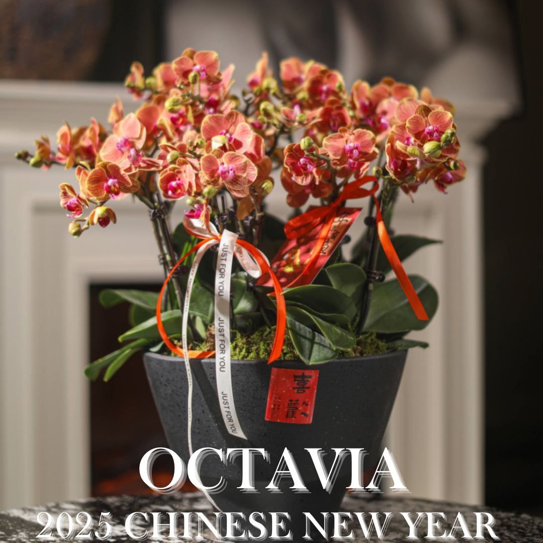 新年蘭花J11 OCTAVIA