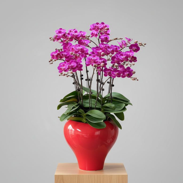 賀年蘭花K OCTAVIA