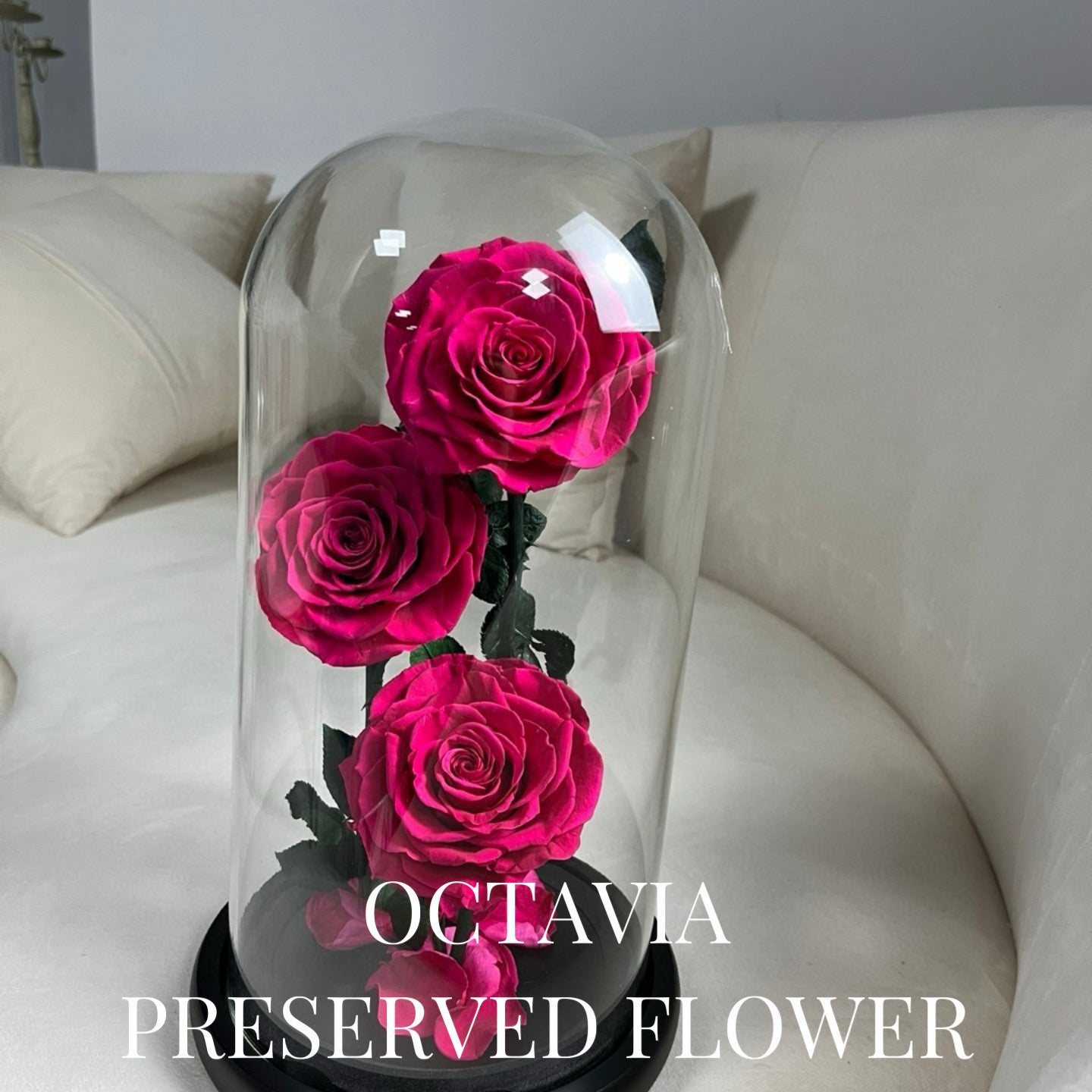 PFN18-三朵永生花玻璃罩(桃紅色) OCTAVIA