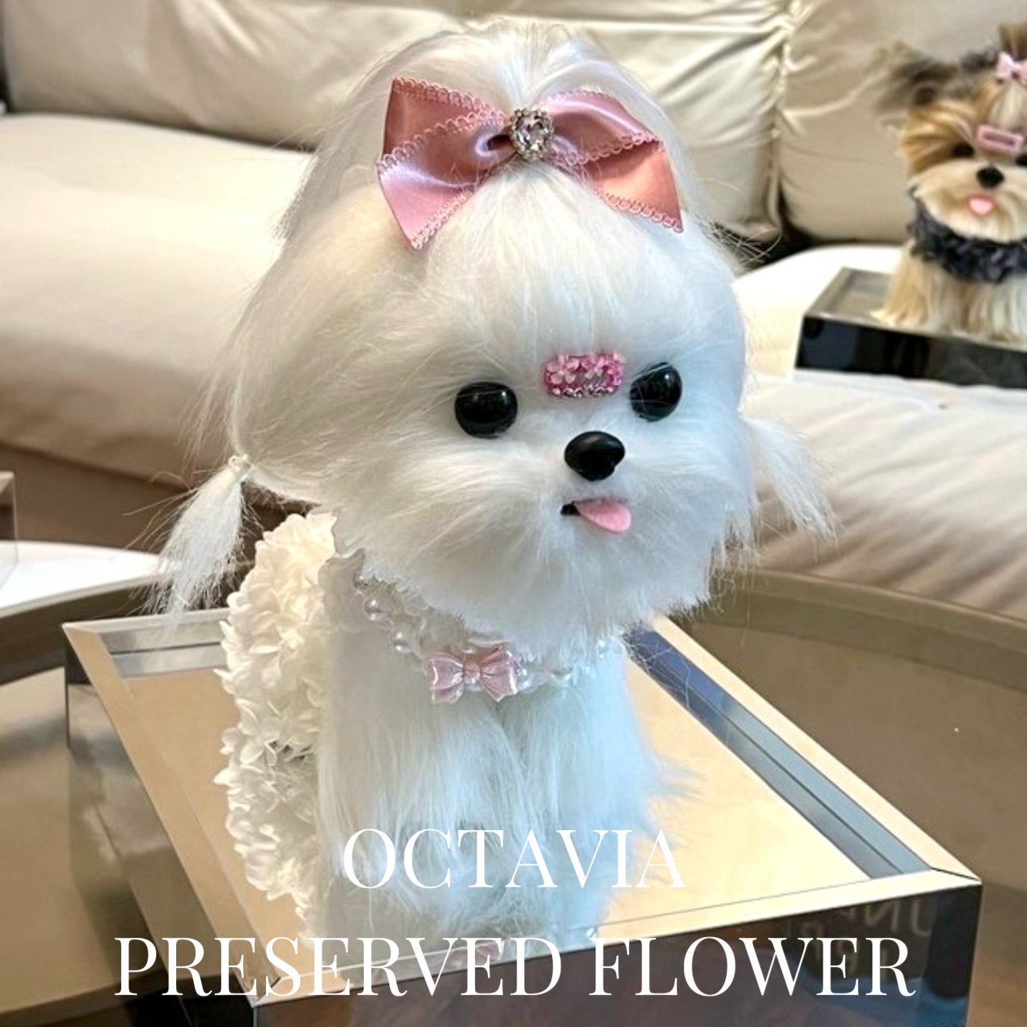 PFN48-西施狗狗C OCTAVIA