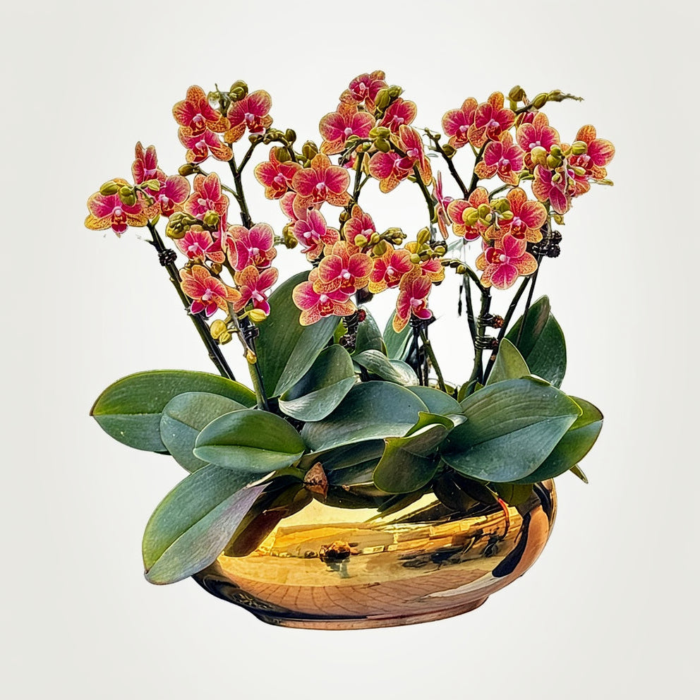 New Year Orchids - 10 Phalaenopsis Orchids - Golden Butterfly - Flat Round Mirror-like Golden Pot