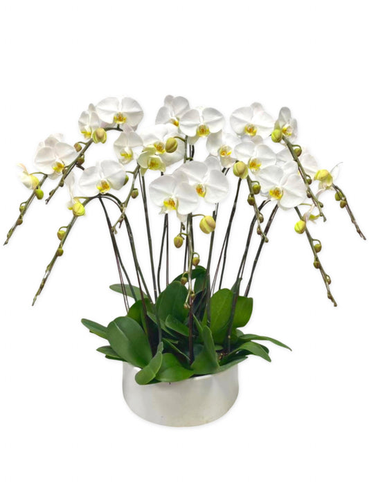 蘭花盆栽擺設(L) - 白色蝴蝶蘭 6枝起 OCTAVIA