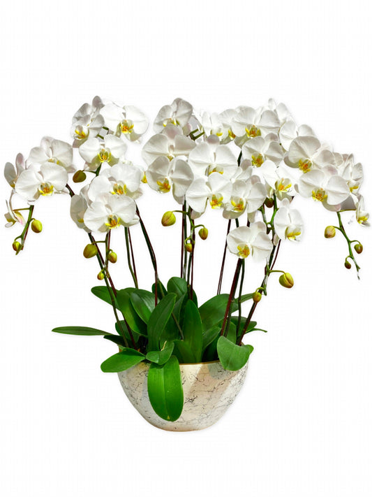 蘭花盆栽擺設(L) - 白色蝴蝶蘭 6枝起 OCTAVIA