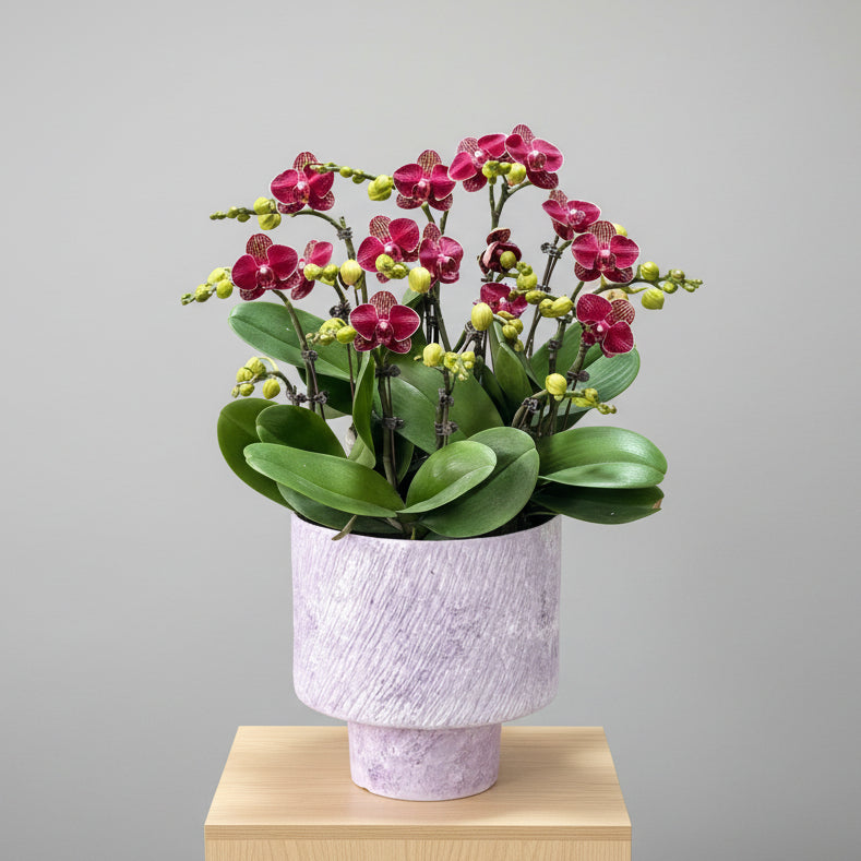 賀年蘭花h OCTAVIA