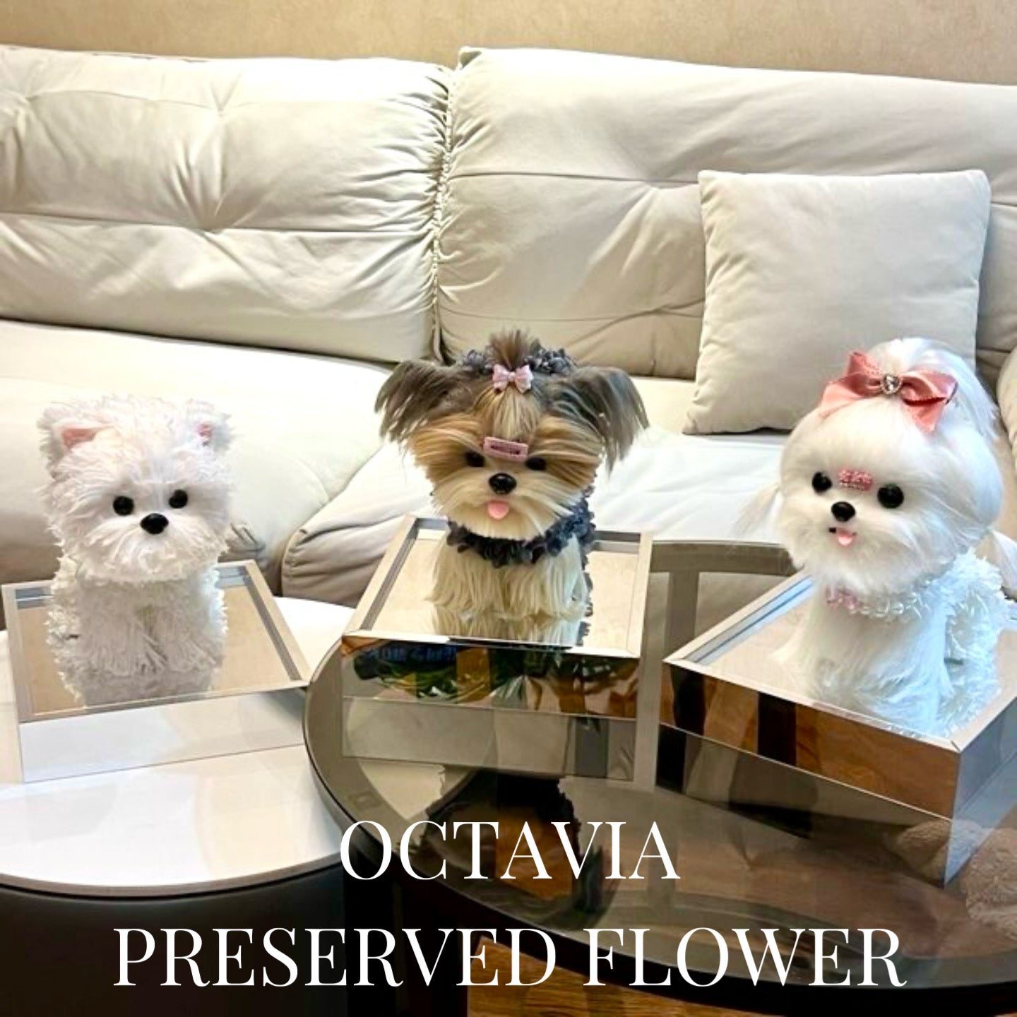 PFN48-西施狗狗C OCTAVIA