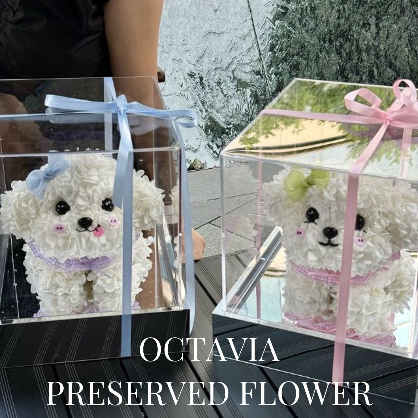PFN03-粉藍蝴蝶結迷你比熊犬 OCTAVIA