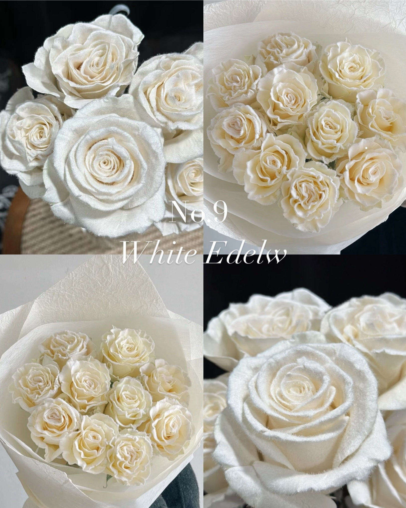 No.9 VIP LIMITED染色玫瑰花束(20/30/50) OCTAVIA