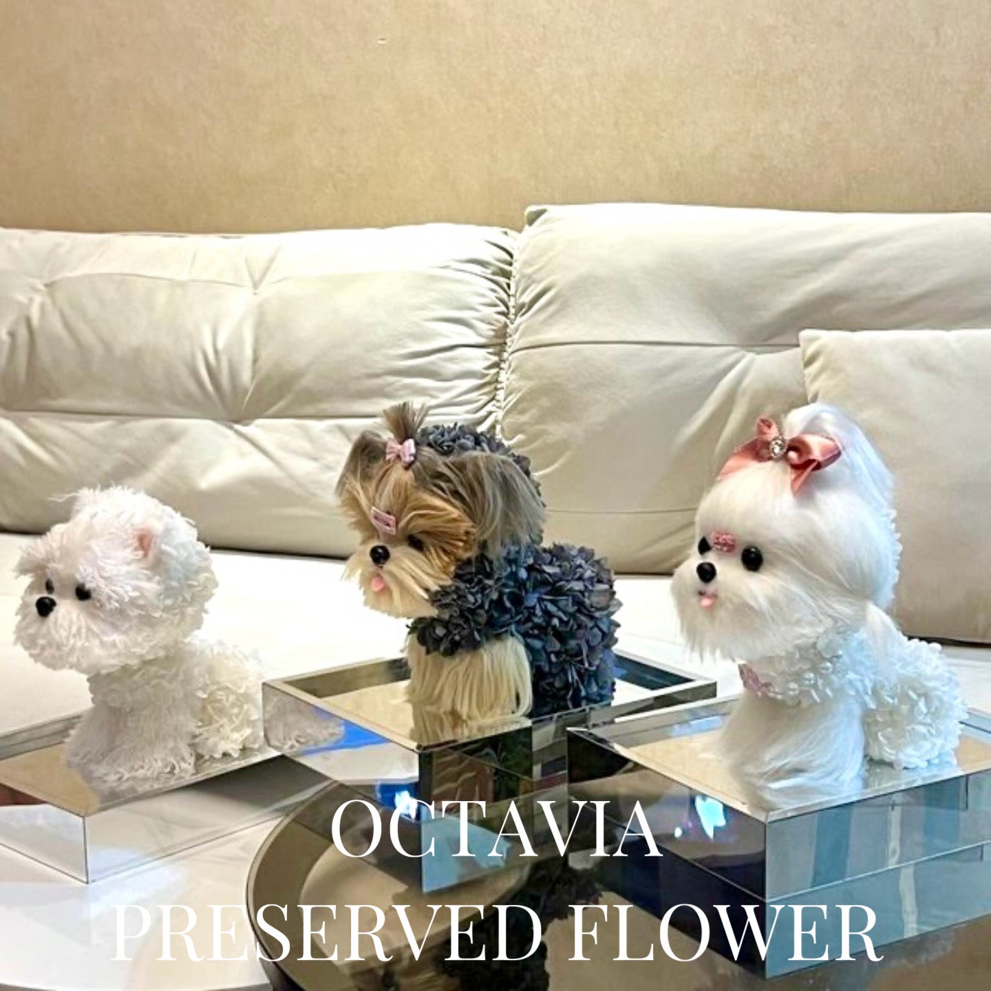 PFN48-西施狗狗C OCTAVIA