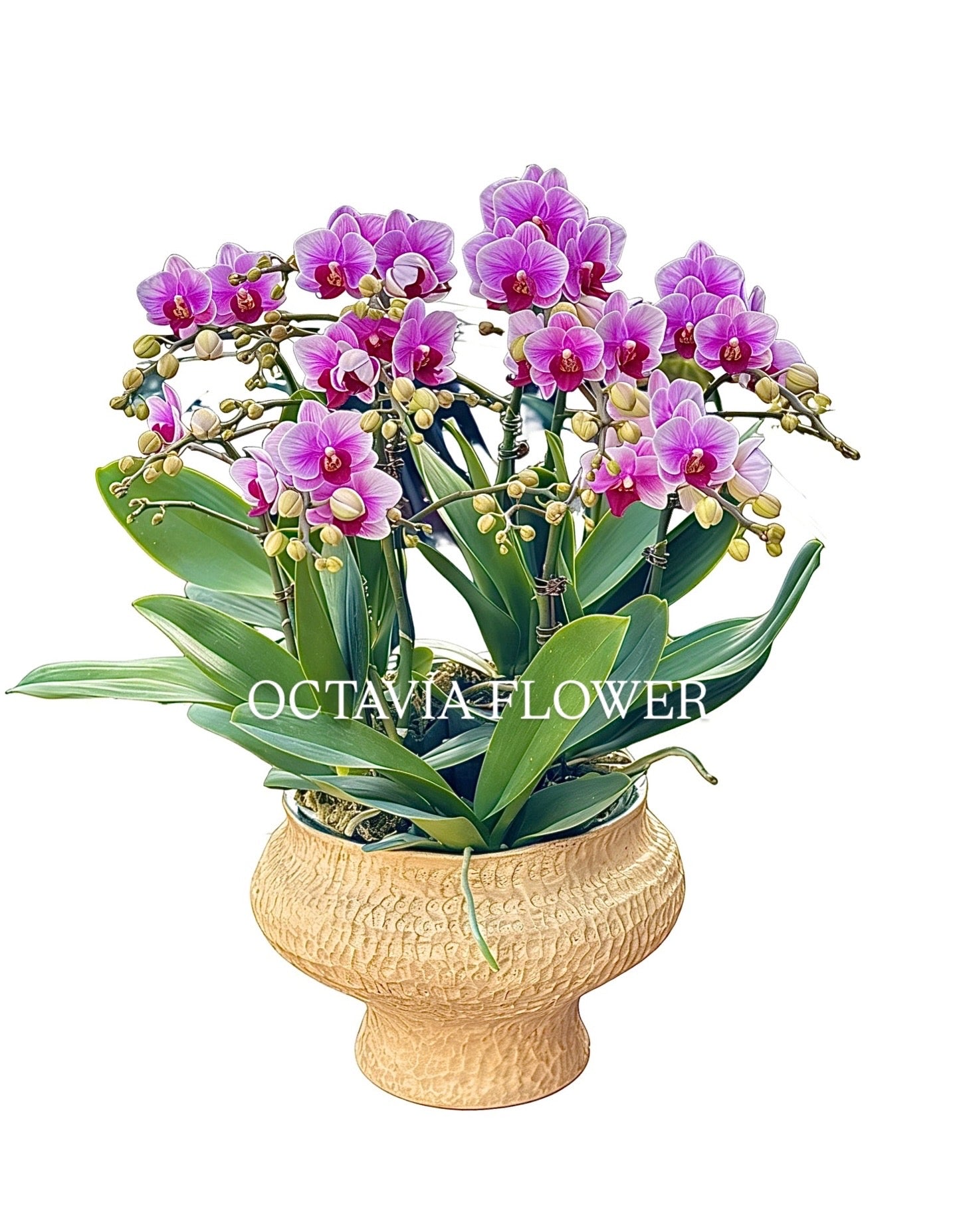 New Year Orchids - 10 Purple-Red Phalaenopsis Orchids - Baby - European-Style Woven Vase