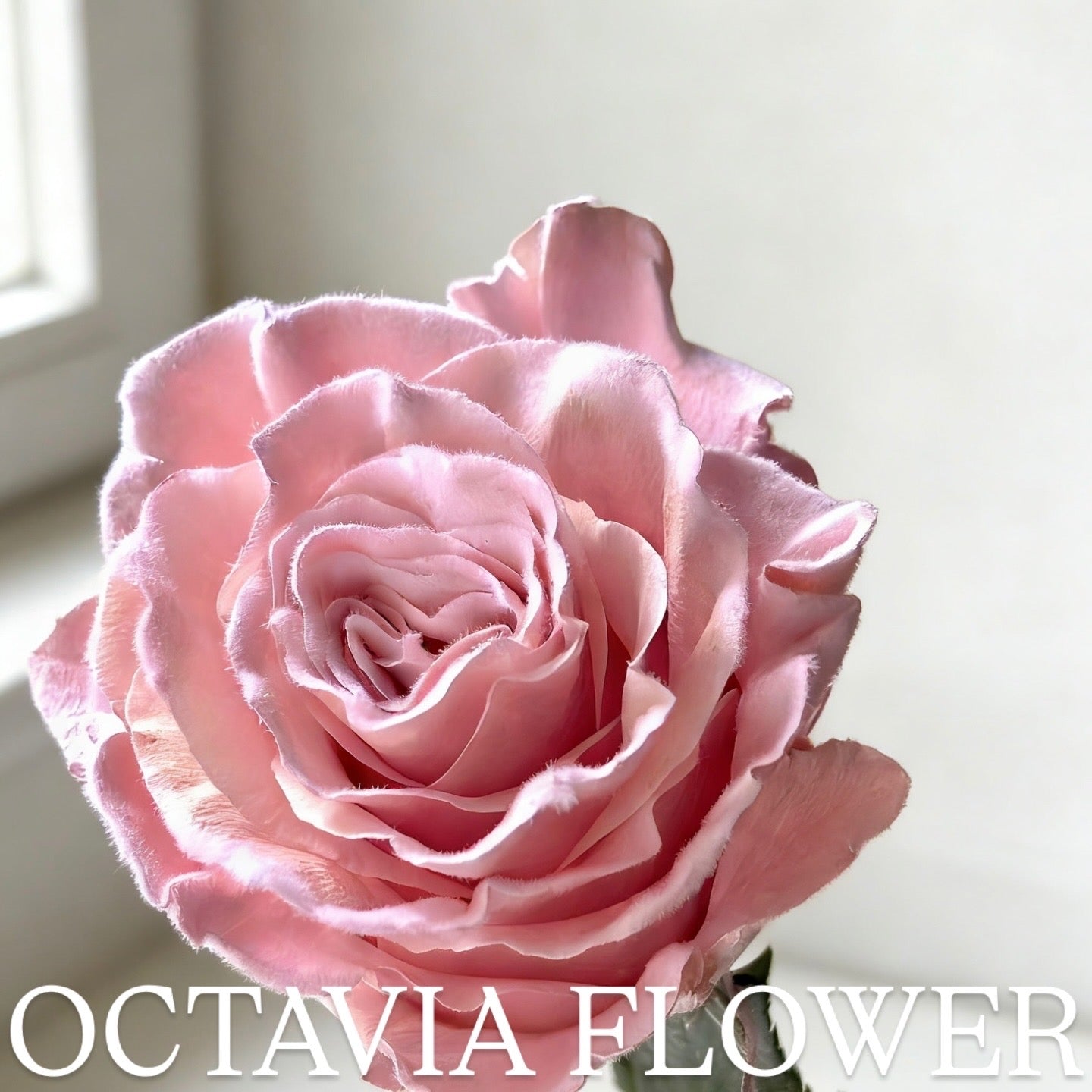 ffs OCTAVIA