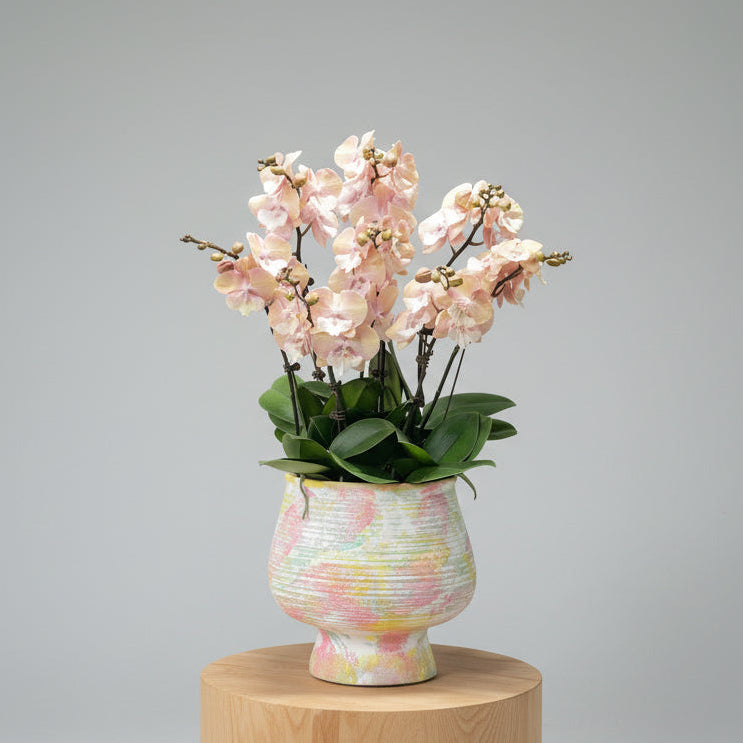 賀年蘭花b OCTAVIA