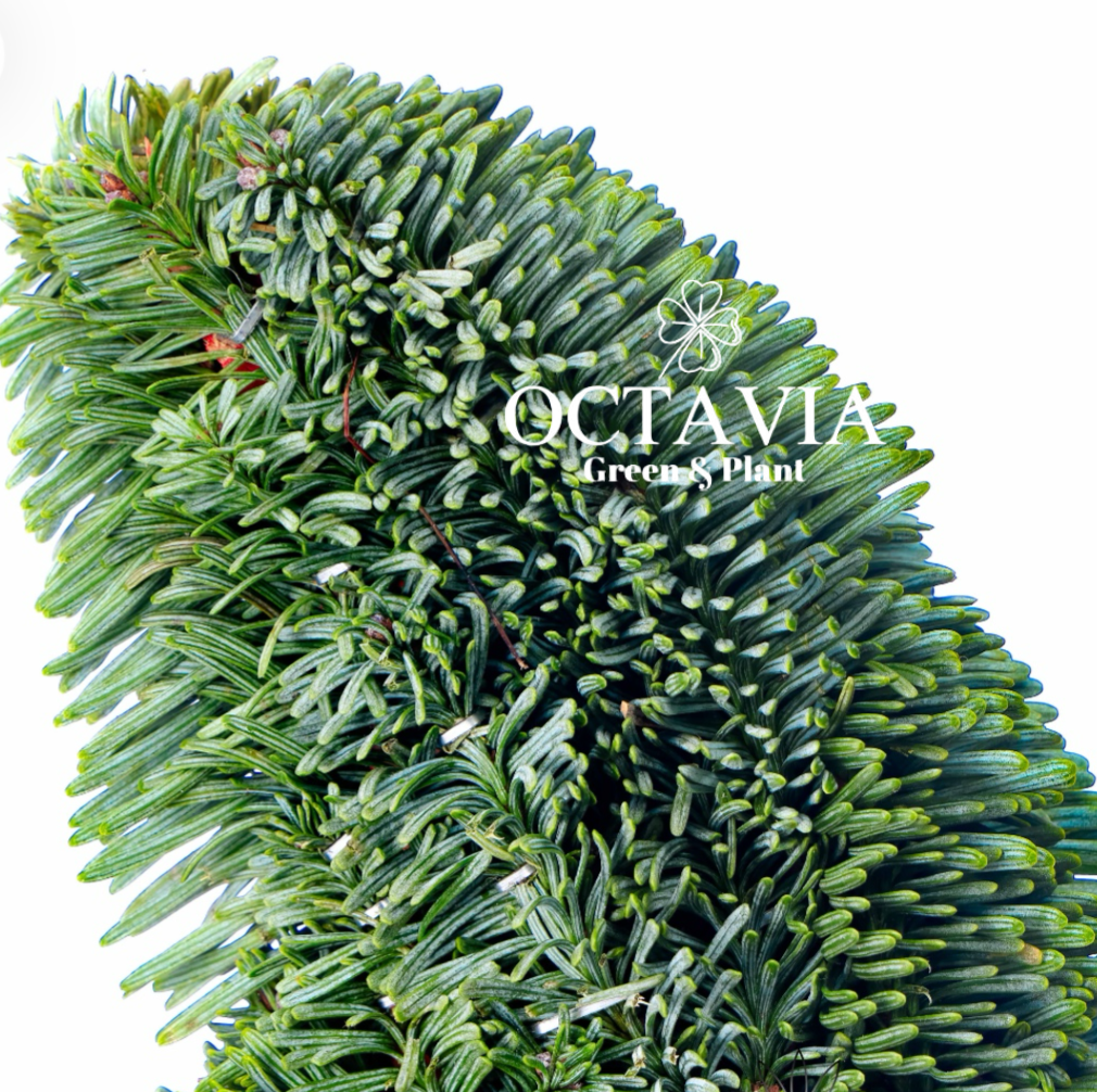 手工聖誕樹-小星星(可加購DIY材料包)