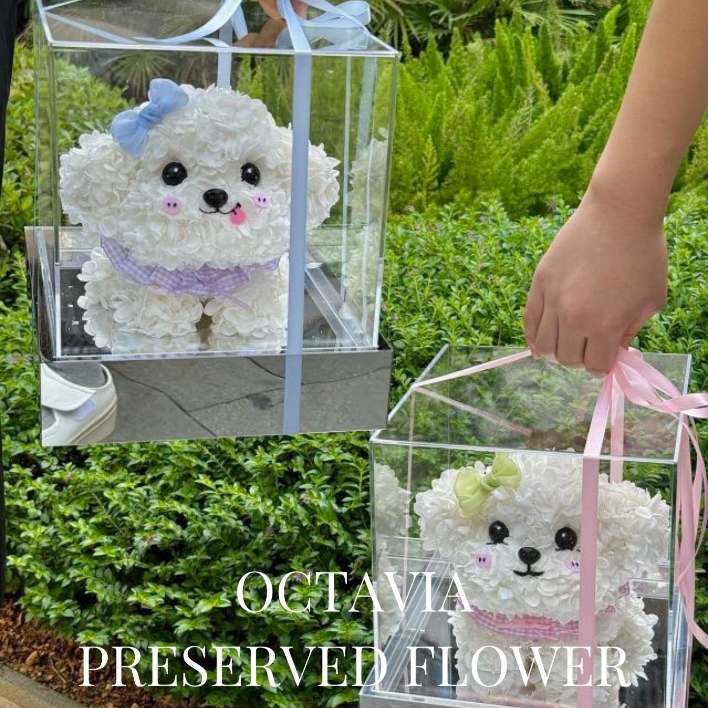PFN03-粉藍蝴蝶結迷你比熊犬 OCTAVIA