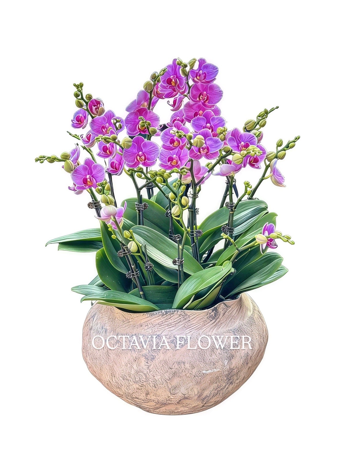 New Year Orchids - 10 Phalaenopsis Orchids - Purple Phalaenopsis - Simple Nordic Flowerpot