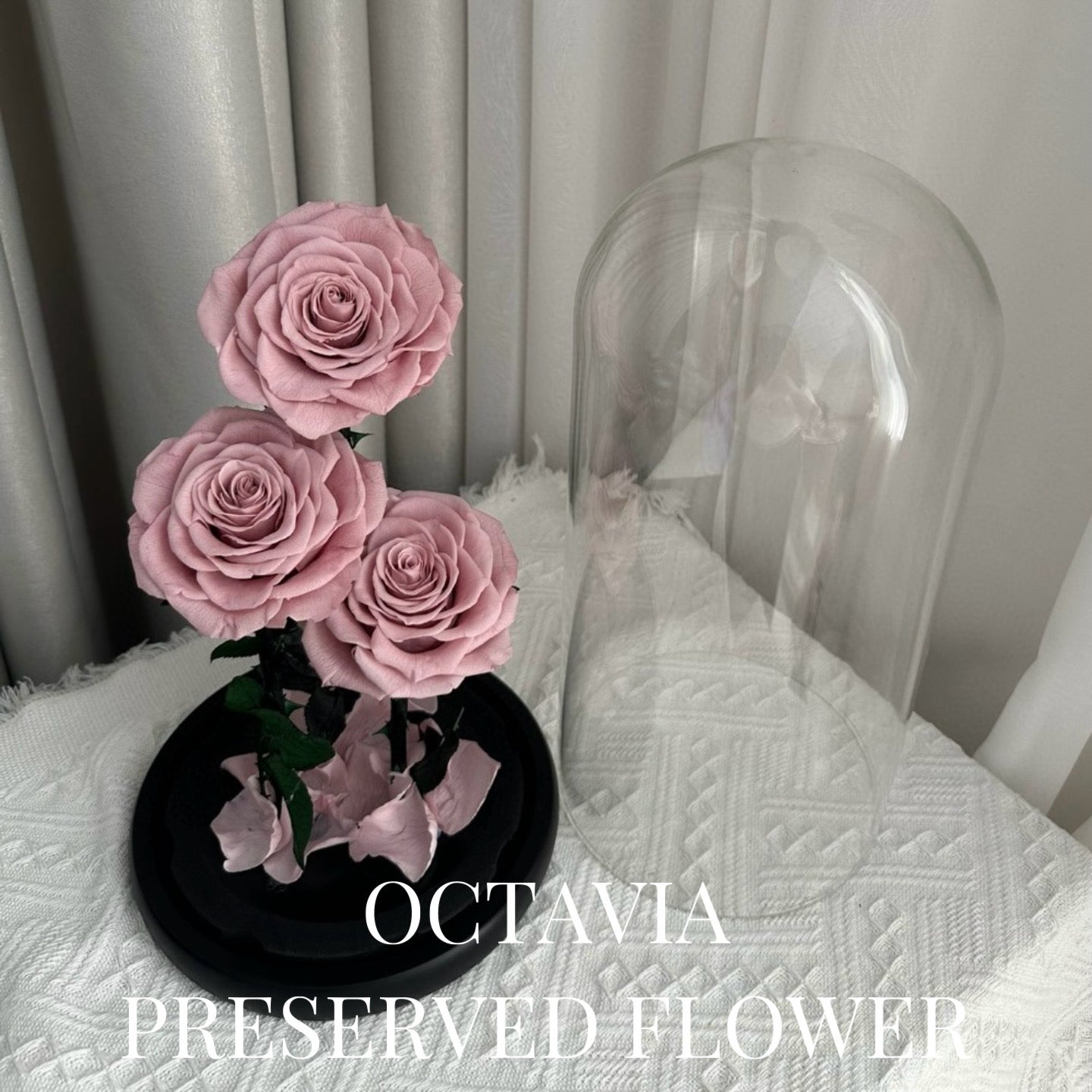 PFN18-三朵永生花玻璃罩(奶茶色) OCTAVIA