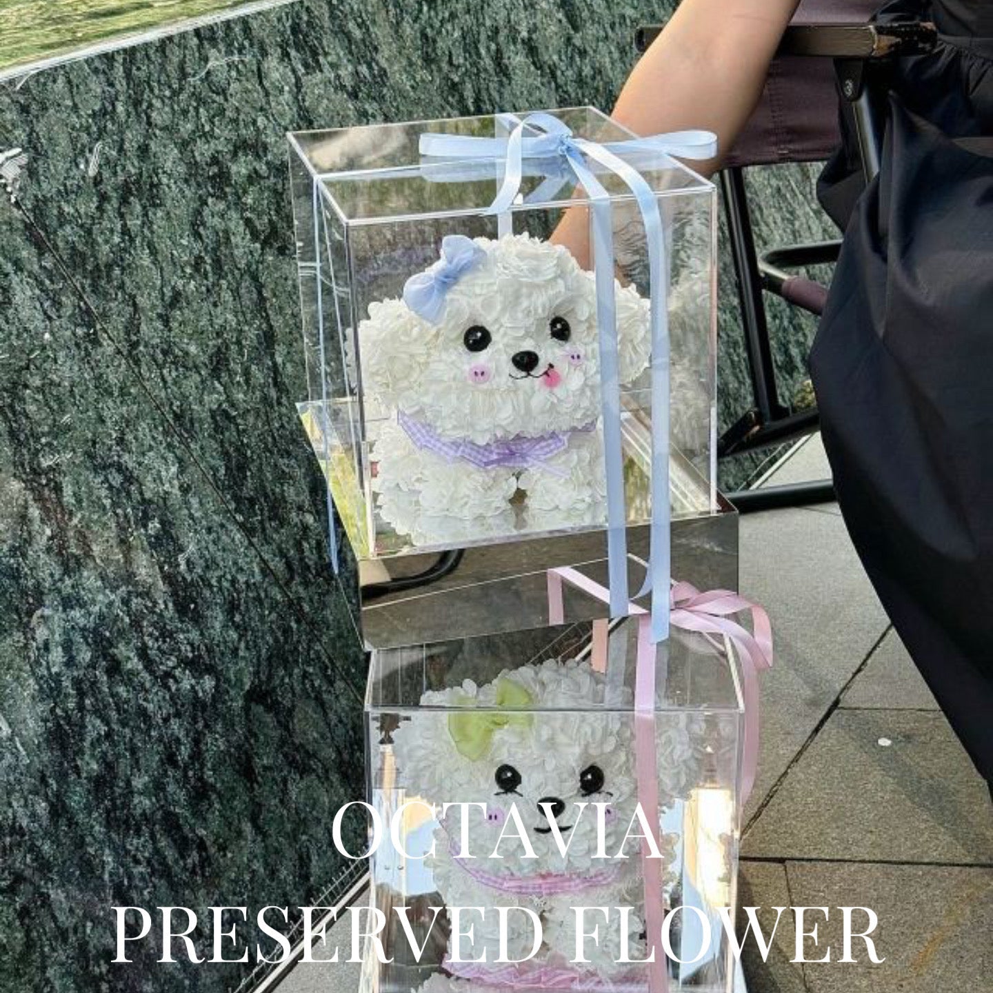 PFN03-粉藍蝴蝶結迷你比熊犬 OCTAVIA