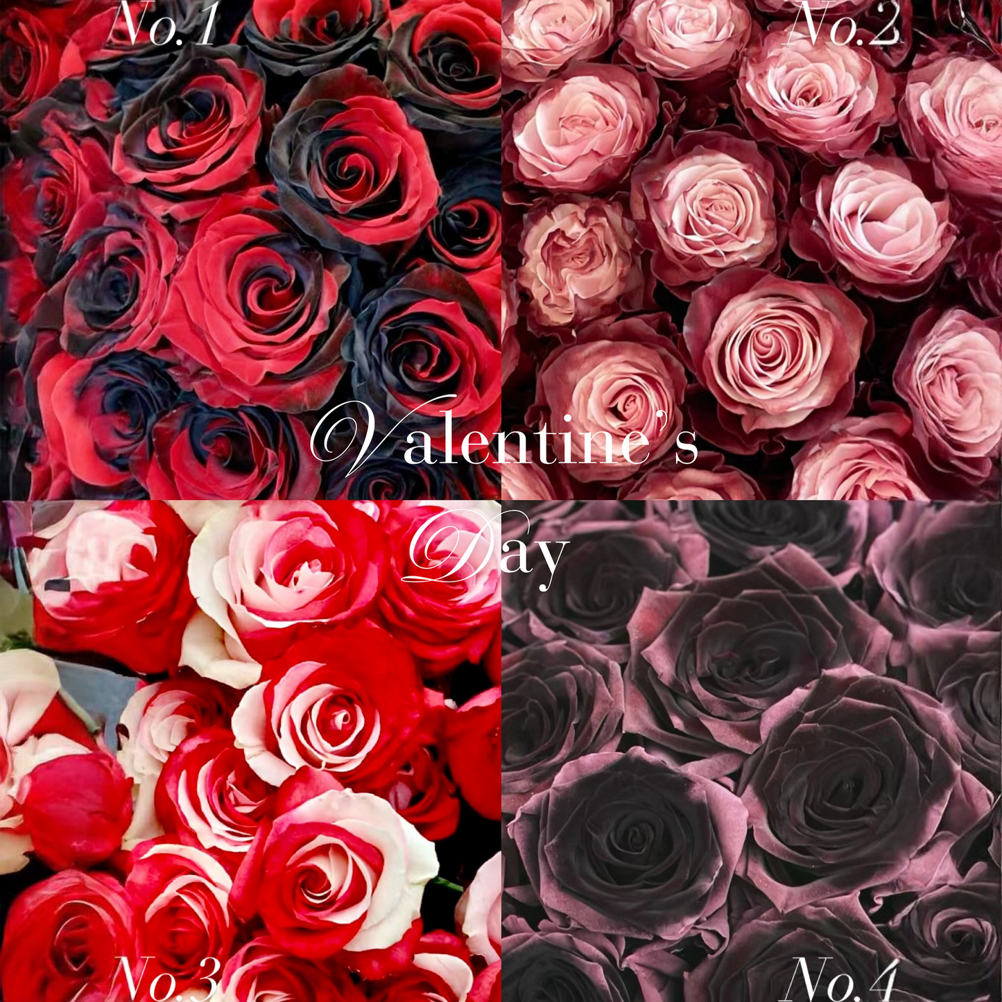 No.1-4 VIP LIMITED染色玫瑰花束(20/30/50) OCTAVIA 香港玫瑰 南美玫瑰 厄瓜多爾玫瑰 漸變色玫瑰 混色玫瑰 黑玫瑰 紅玫瑰 白玫瑰 粉紅玫瑰 奶茶色玫瑰 紫玫瑰 深紫色玫瑰 吸色玫瑰 噴色玫瑰 大頭玫瑰