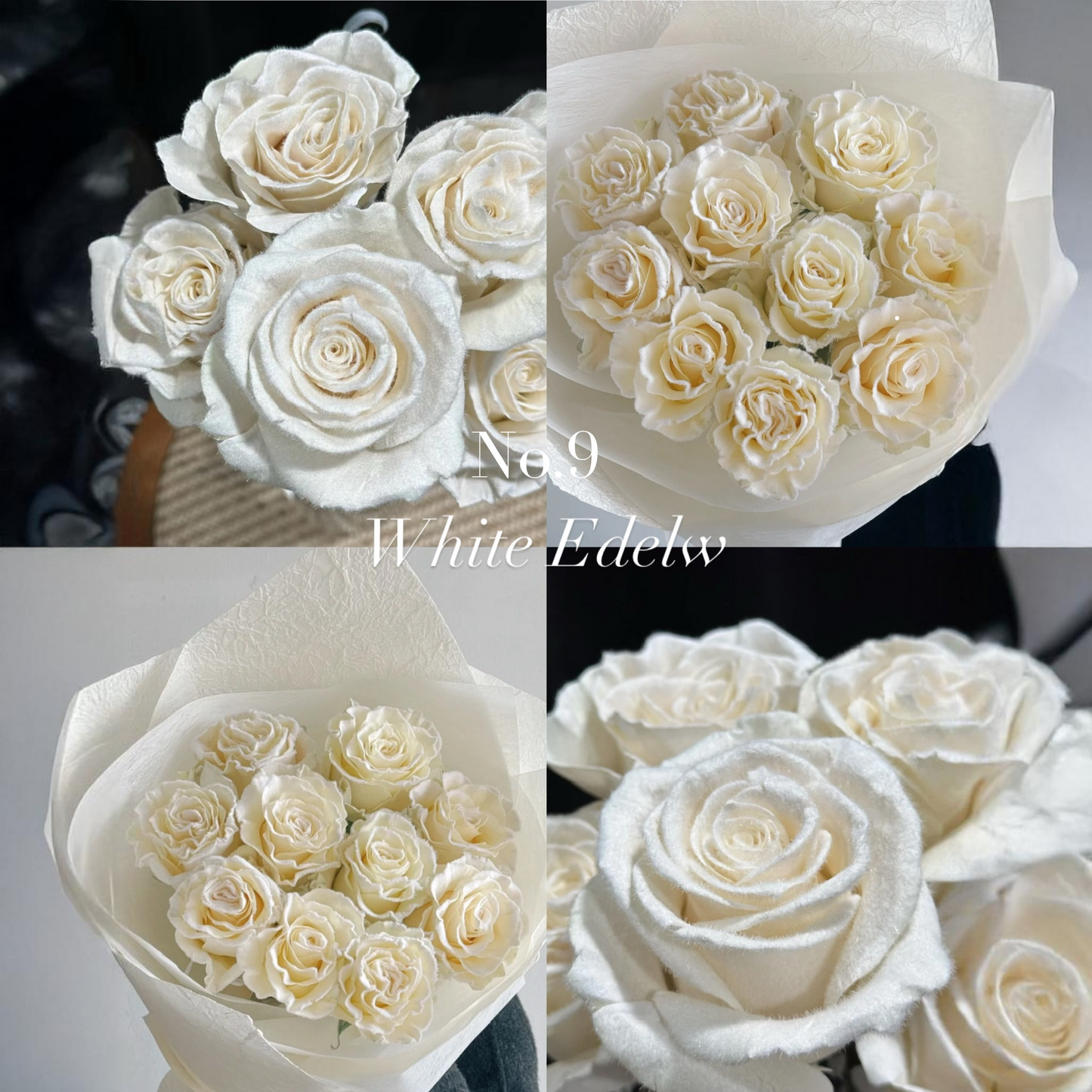 No.9 VIP LIMITED染色玫瑰花束(20/30/50) OCTAVIA
