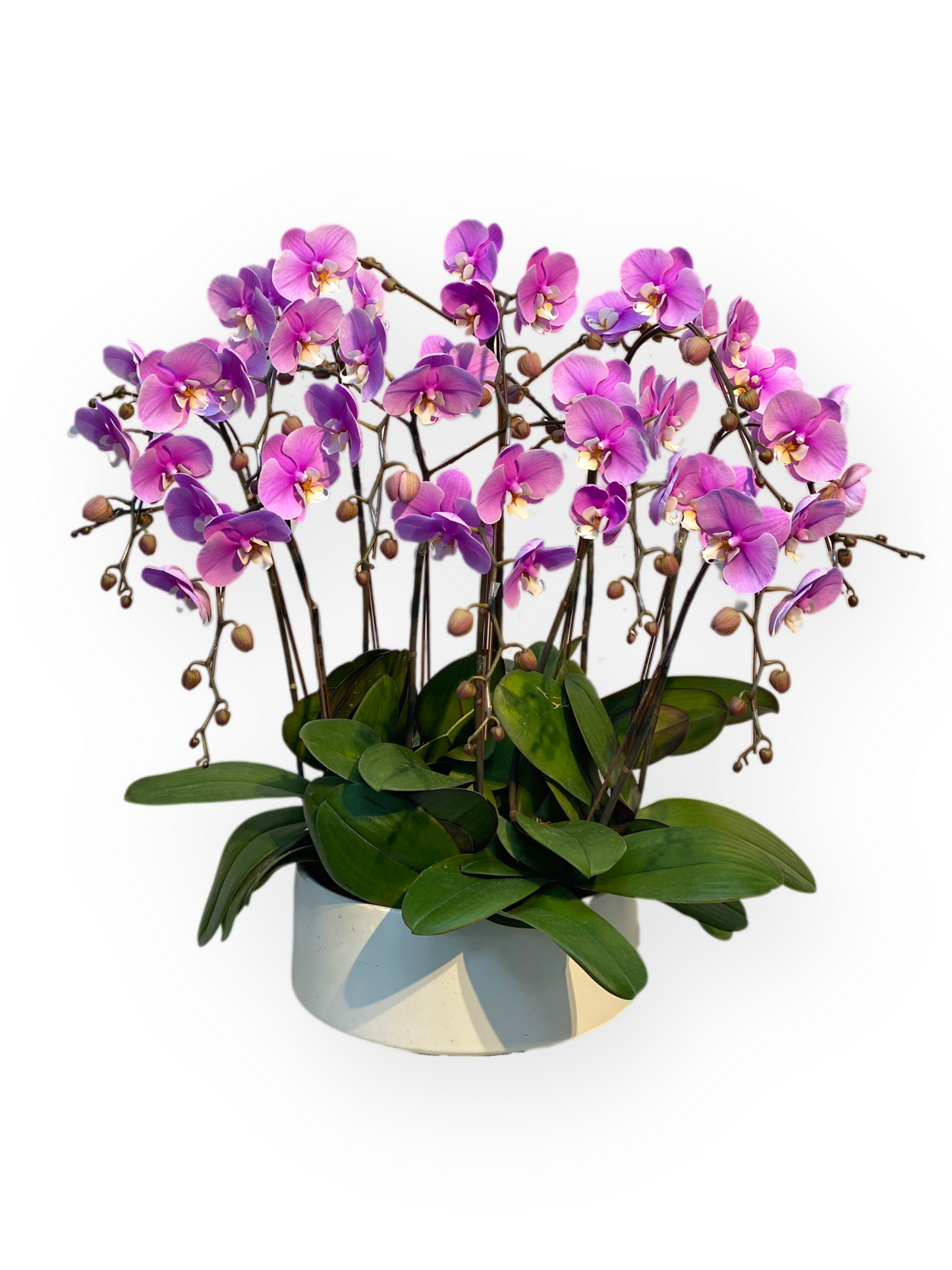 蘭花盆栽擺設(L) - 粉紅色蝴蝶蘭 6枝起 OCTAVIA