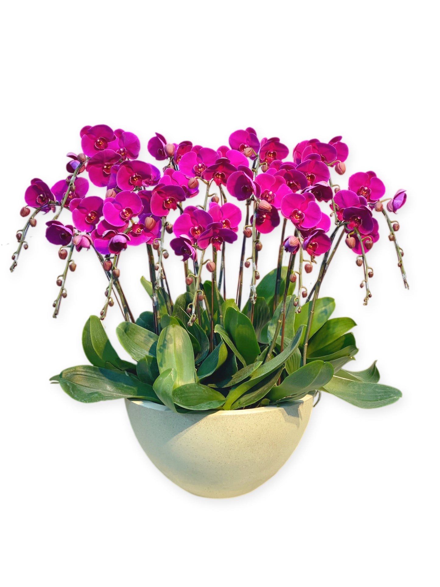 蘭花盆栽擺設(L) - 紫色蝴蝶蘭 6枝起 OCTAVIA