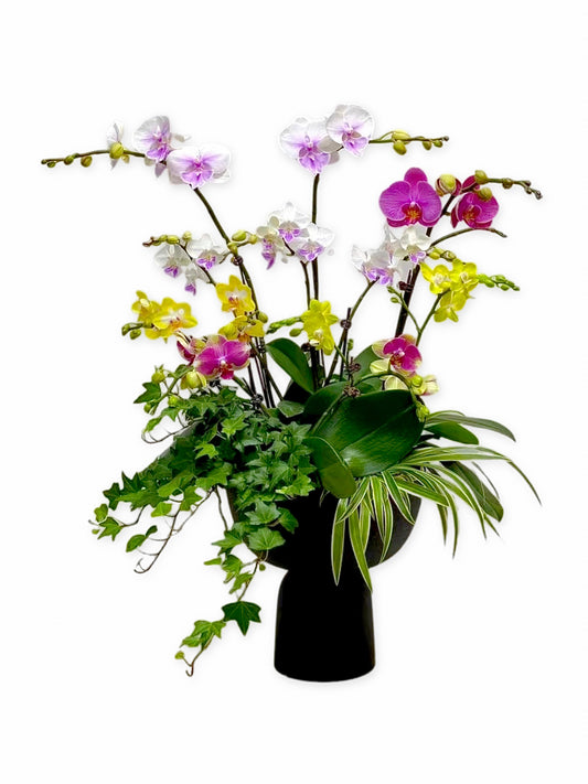 蘭花盆栽擺設(M) - 迷你蝴蝶蘭盛宴 OCTAVIA