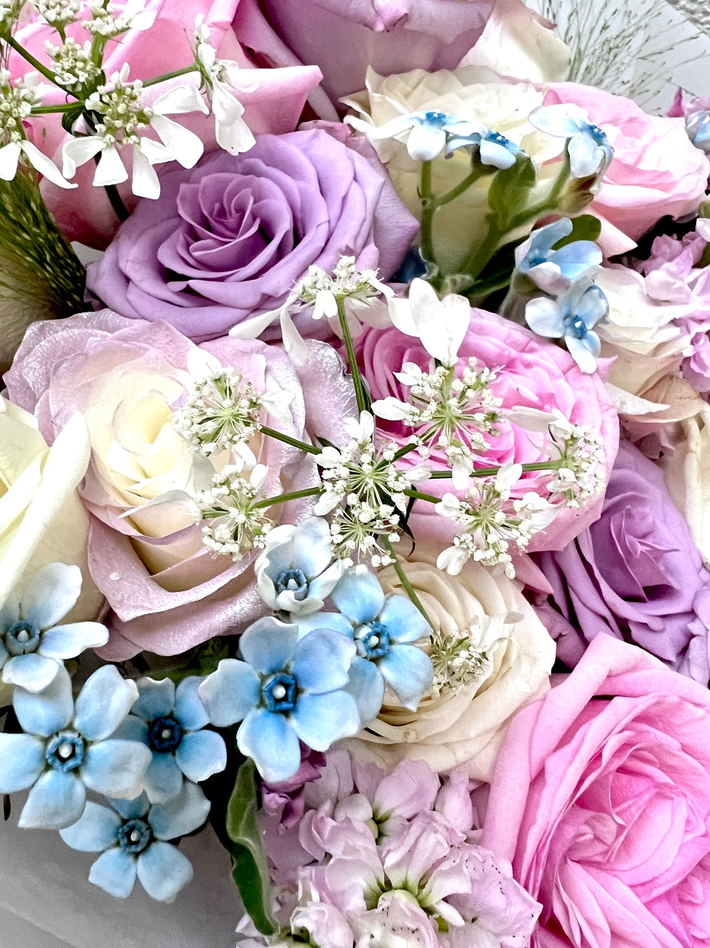 Regular Item 08 OCTAVIA