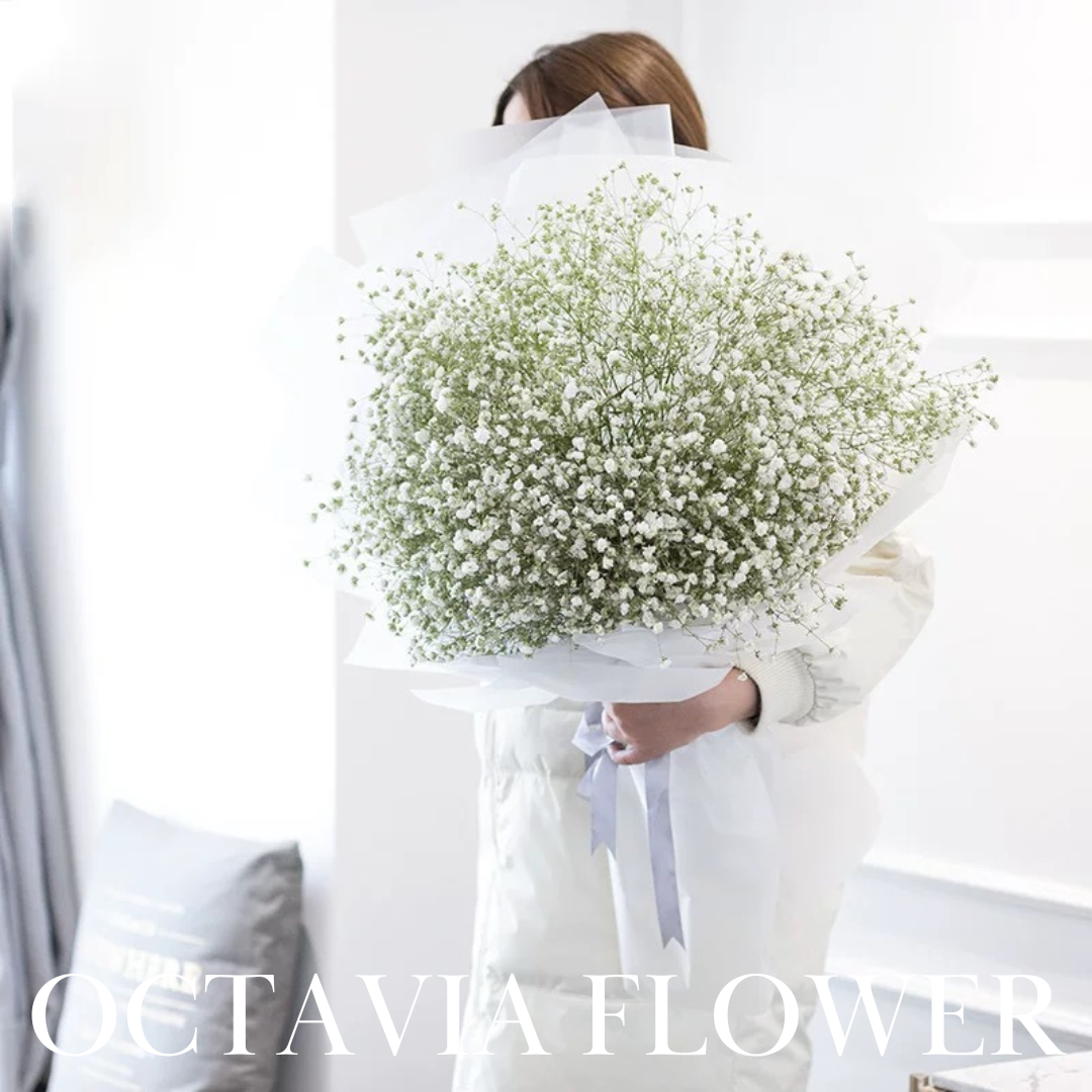 白色滿天星韓式花束(L) OCTAVIA