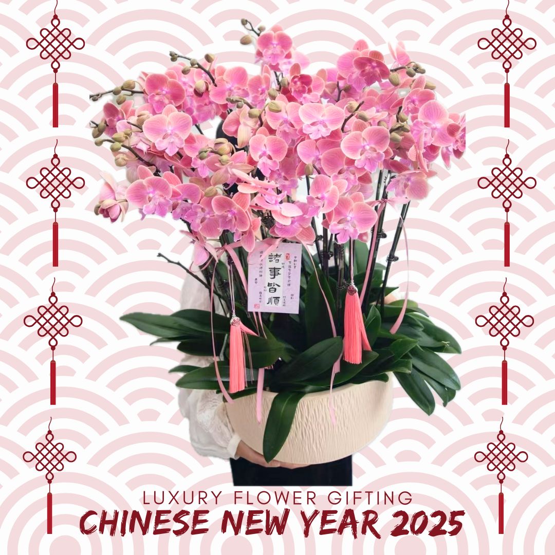 新年蘭花F19