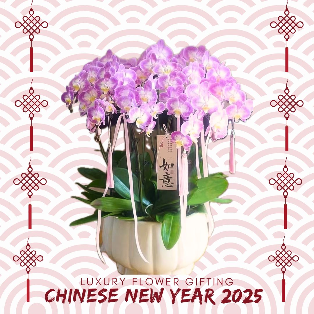 新年蘭花34