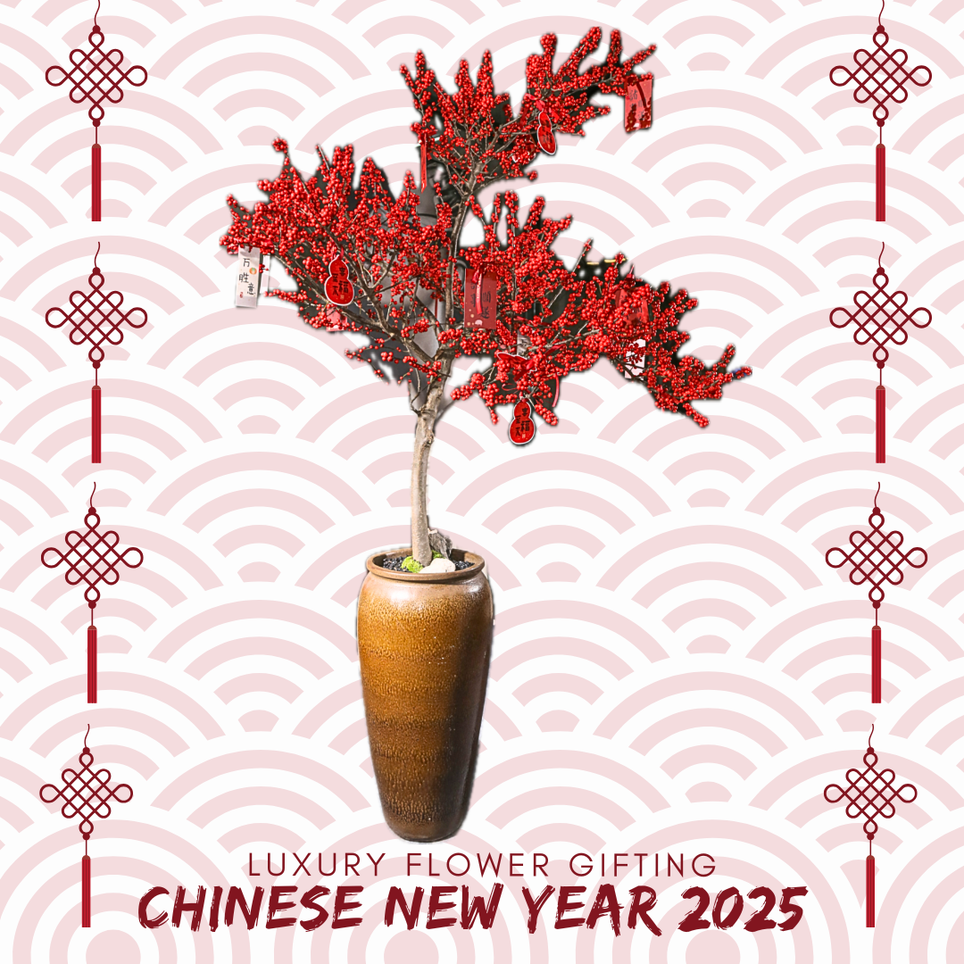 新年冬青Q19 OCTAVIA