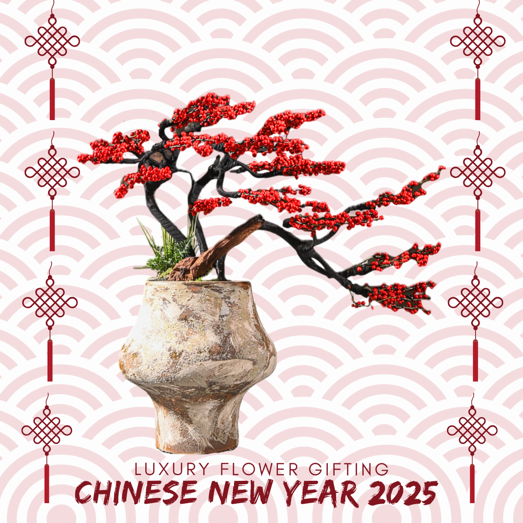 新年冬青Q02 OCTAVIA