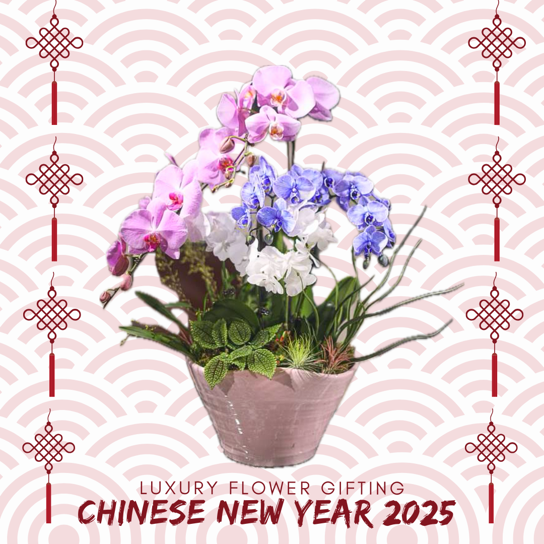 新年蘭花D06