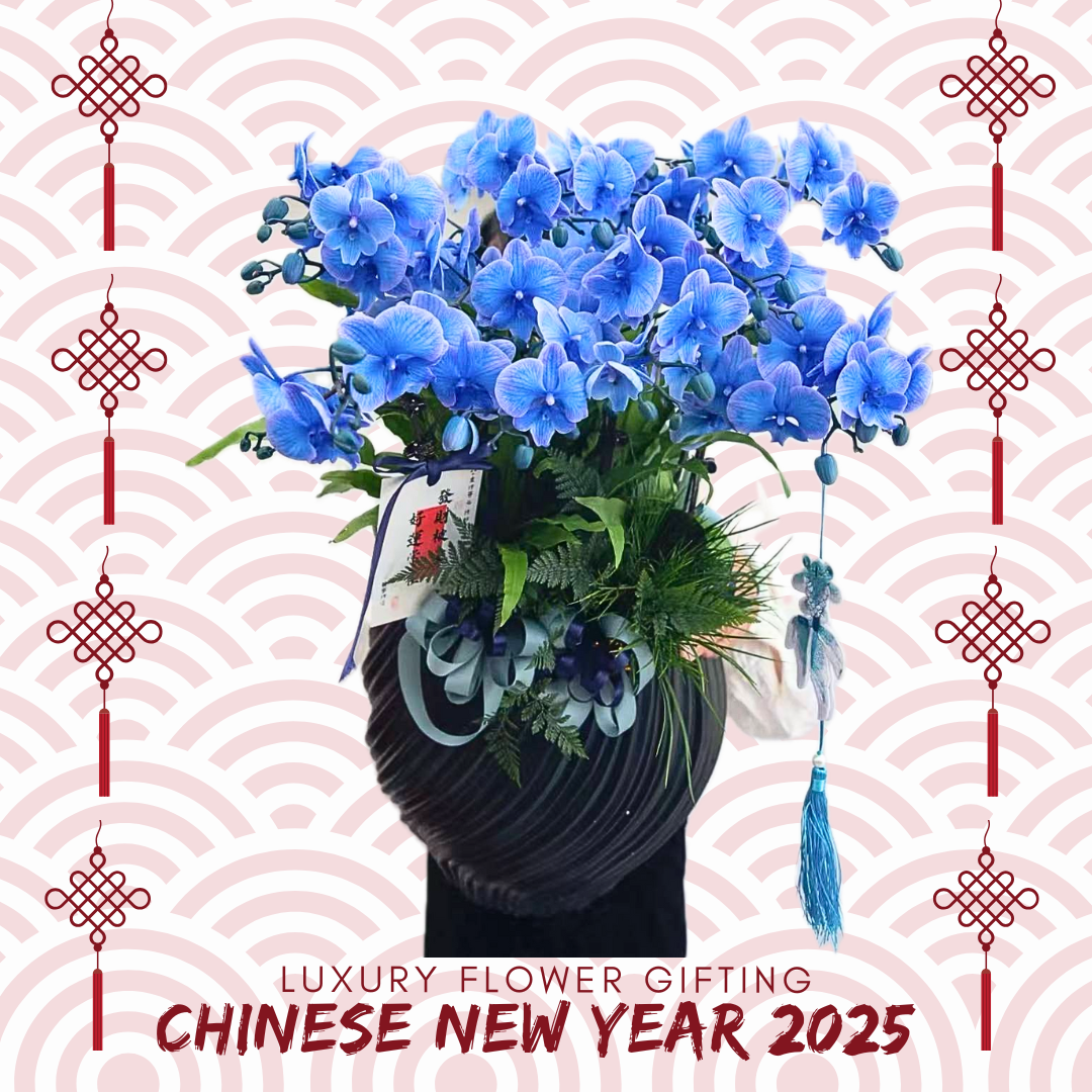 新年蝴蝶蘭M17